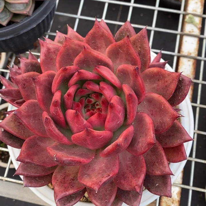 D108- 直播福利红钻