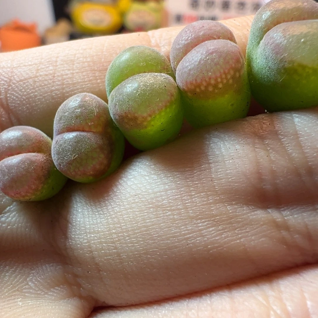 58包邮，熊猫风铃母本一物一拍