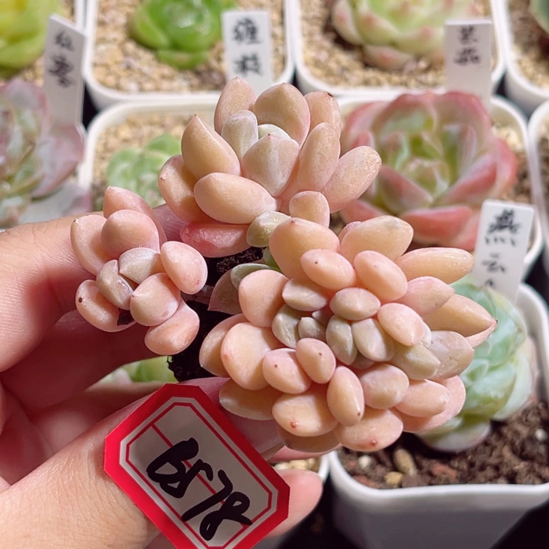 B578 一物一拍 白露朵缀