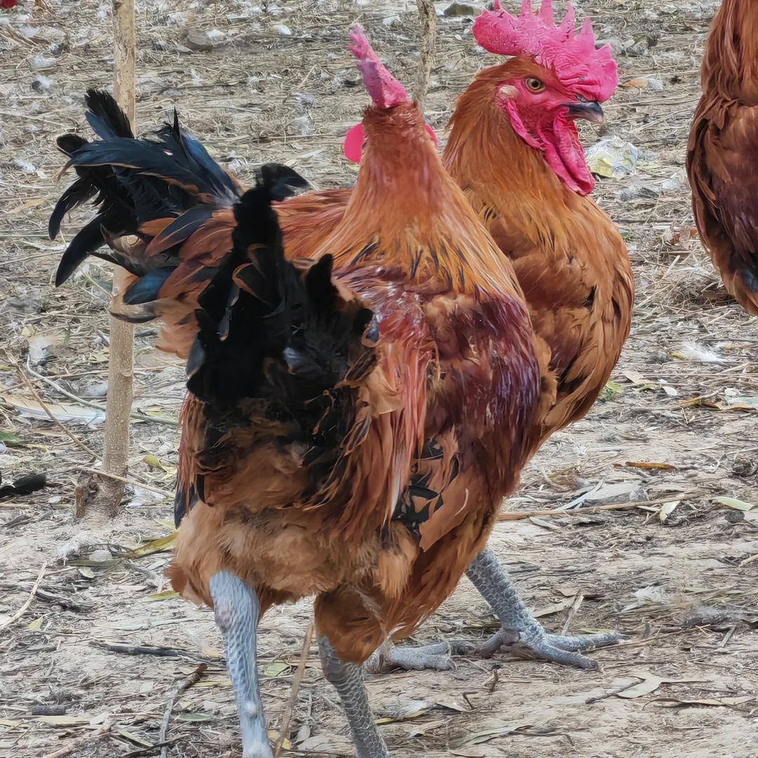 树林散养青脚公（清真）