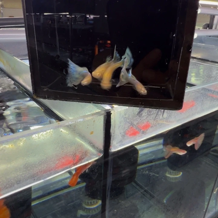 孔雀鱼新家蓝马赛克俩对