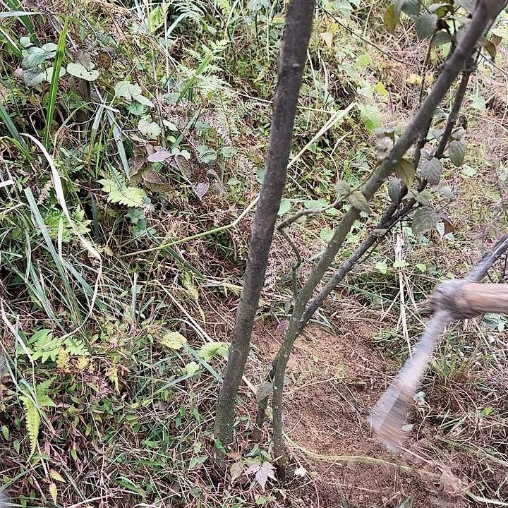 股***机无花朵野生山茱萸一颗