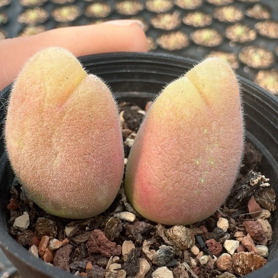 44带盆土发货长毛翠滴