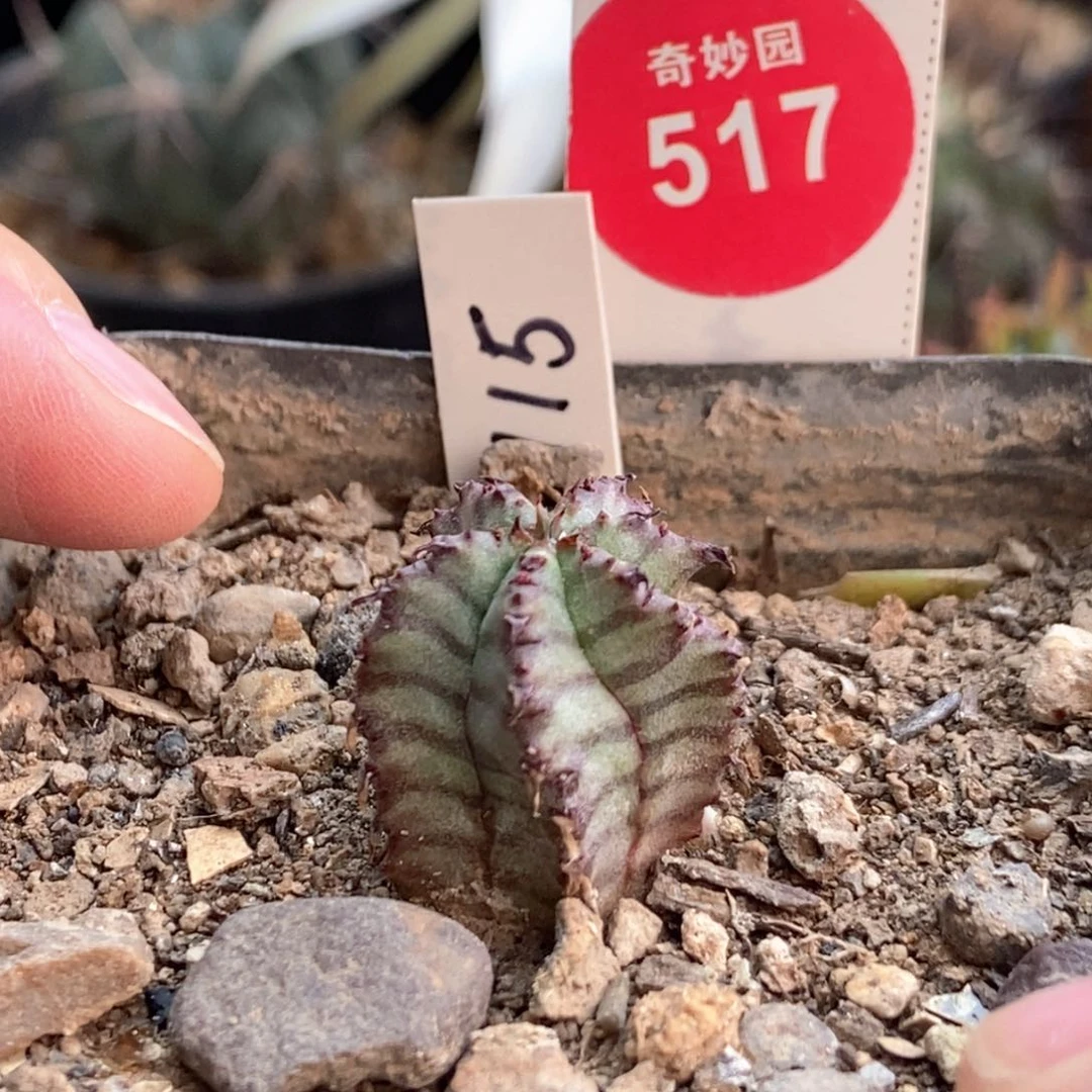 实生紫纹斑马魁伟玉一颗