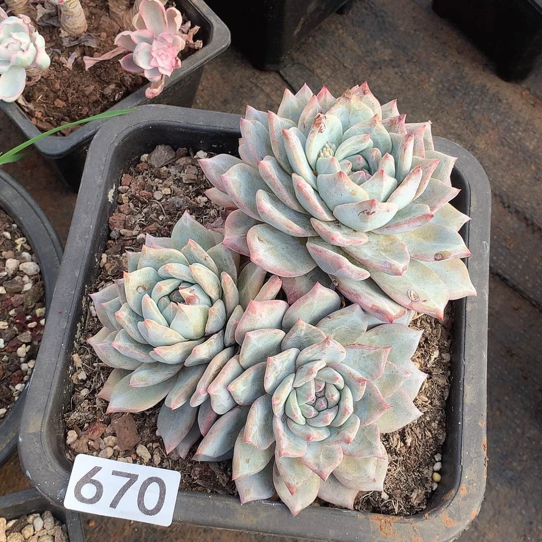 670蓝鸟一物一拍多肉