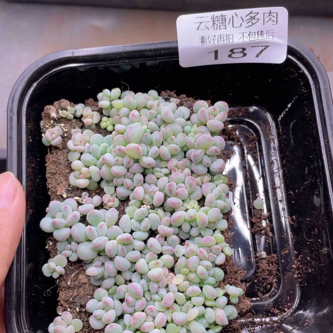 云糖心多肉植物187
