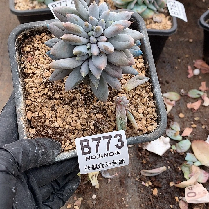 彩体哥头缀化 773 需延迟发货