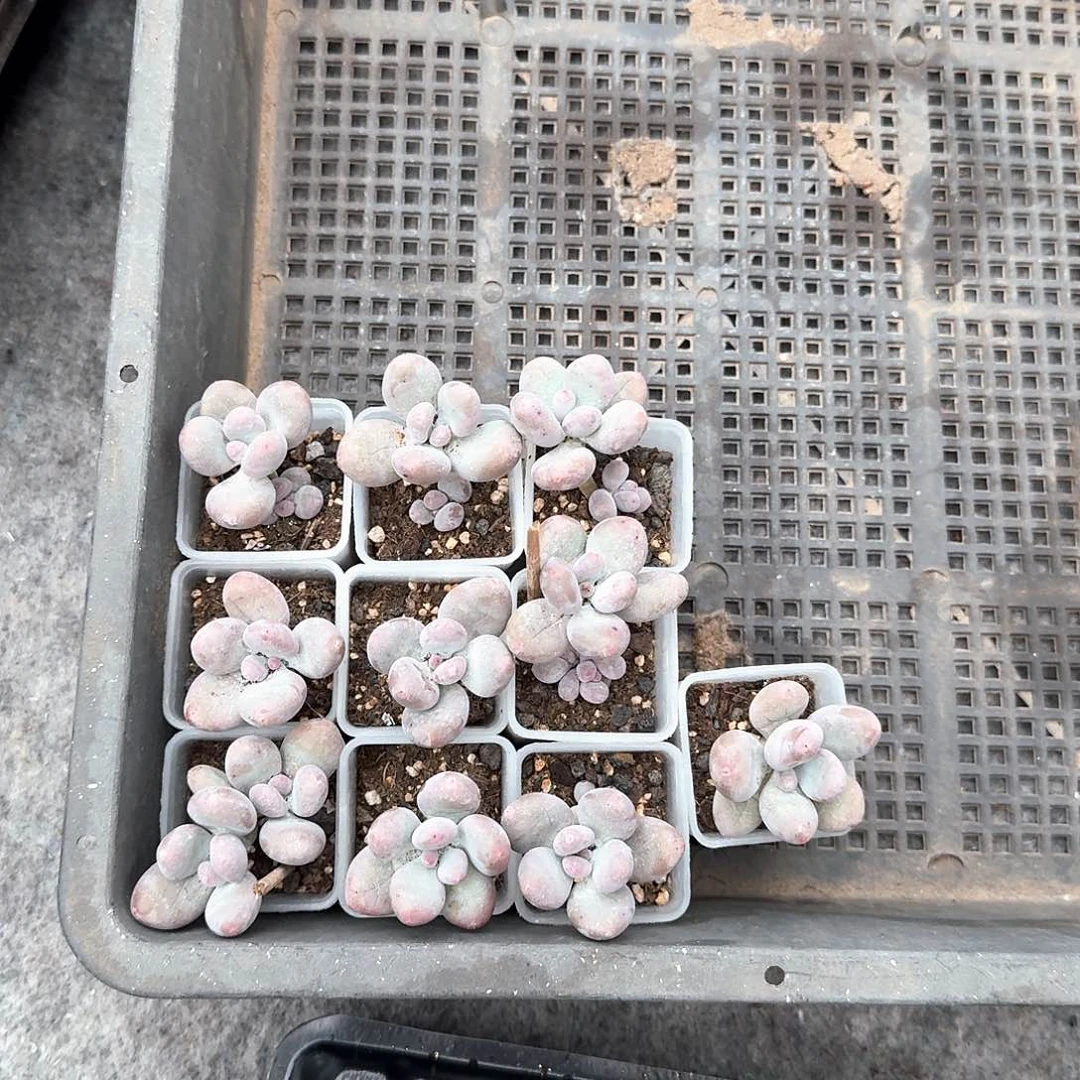 Selina一物一拍专拍链接