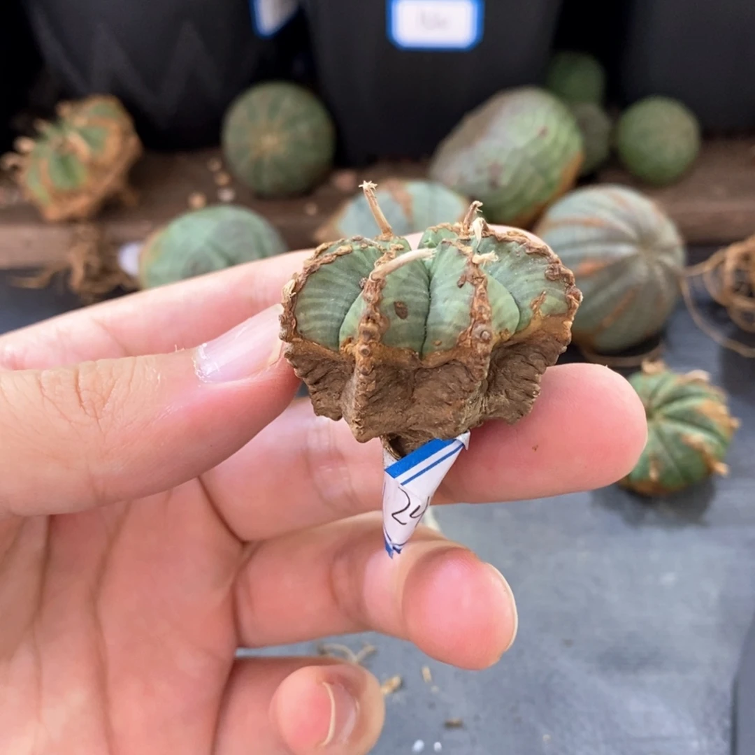 13原产地法立达大戟科多肉植物