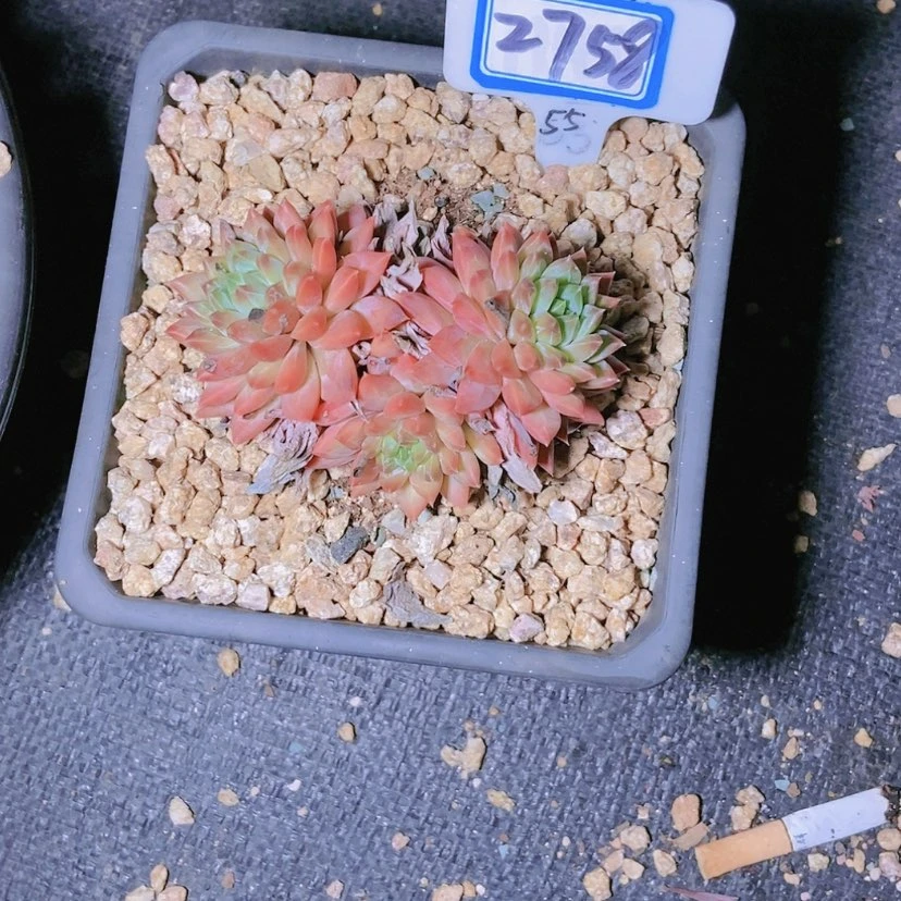 【闪购商品】桃*2758