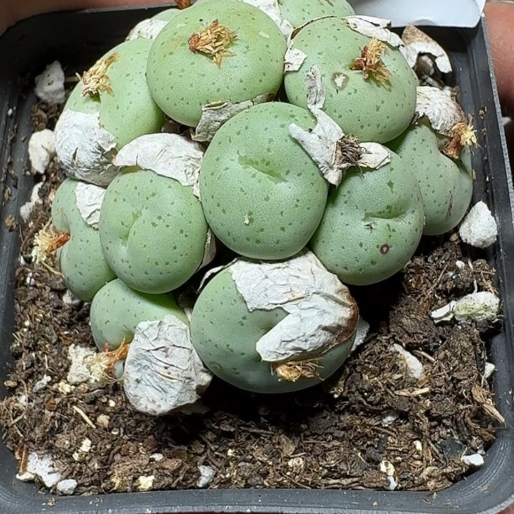 148 多肉植物多肉植物