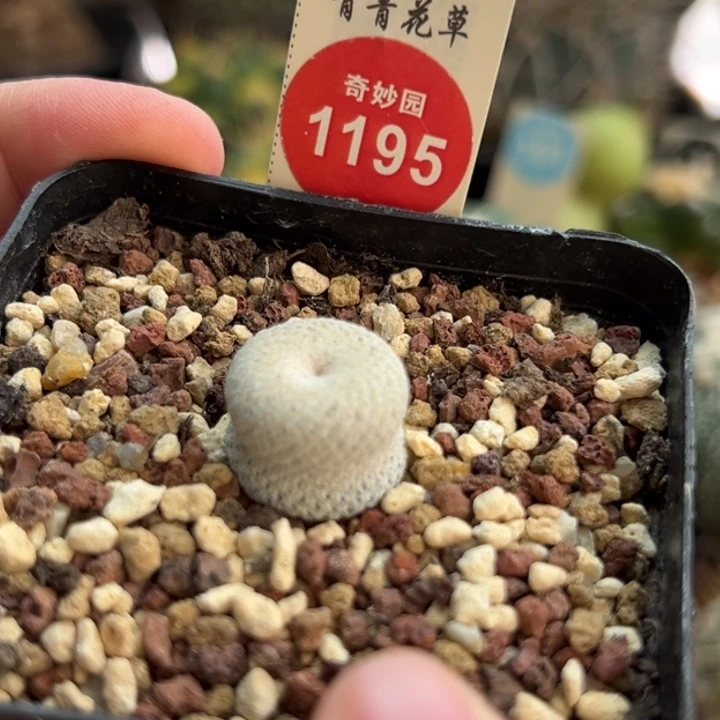 实生葫芦小人帽1.6cm
