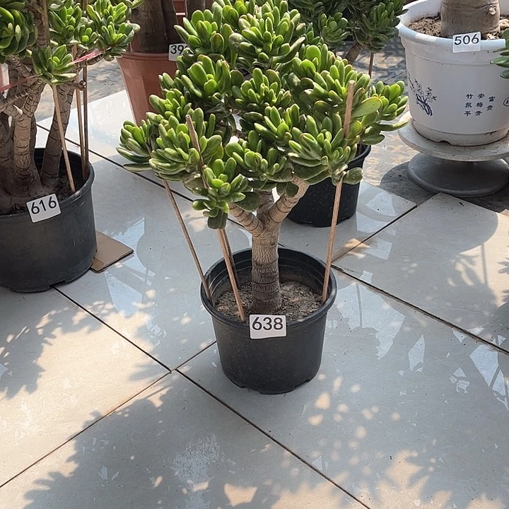 招财猫花月独杆老桩