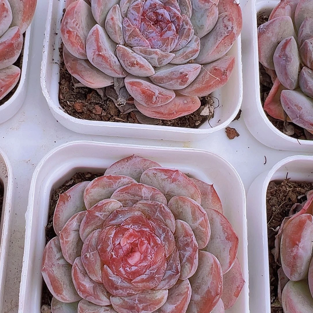 烟紫19包邮多肉植物