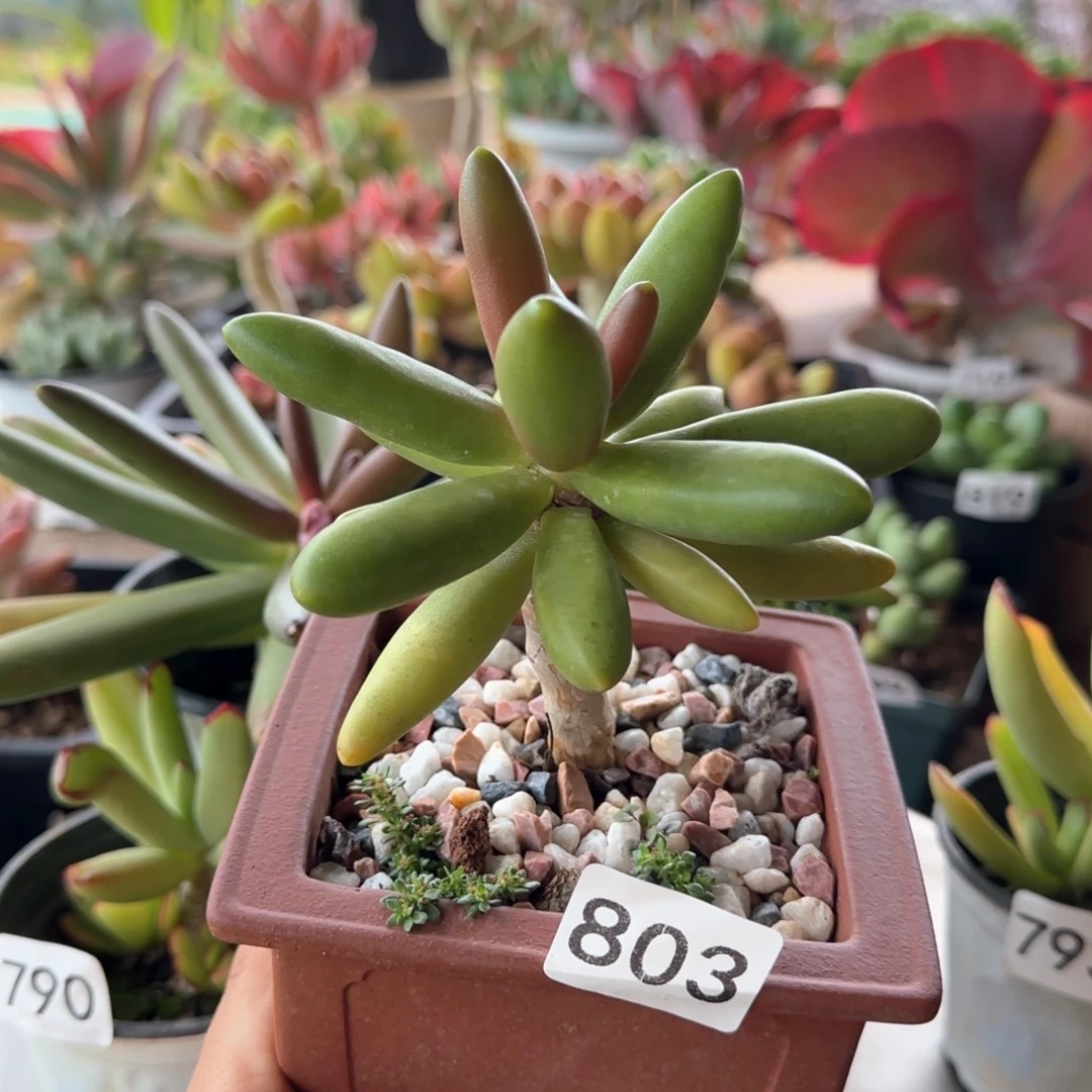 美***夕803号 一物一拍 一物一拍