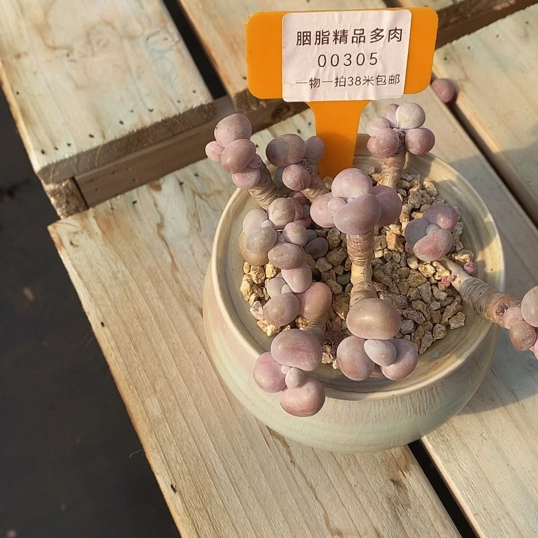 305天一婆婆来咯哦哦哦哦