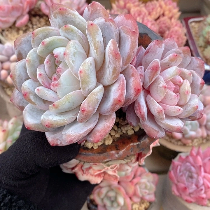 梦露 韩货精品666