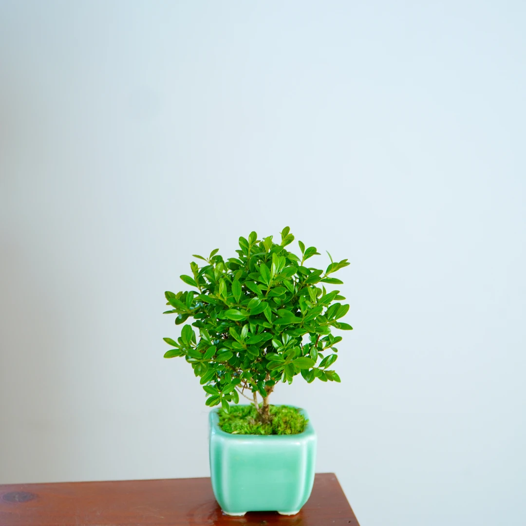 小叶赤楠老桩植物办公室绿植盆栽阳台好养活