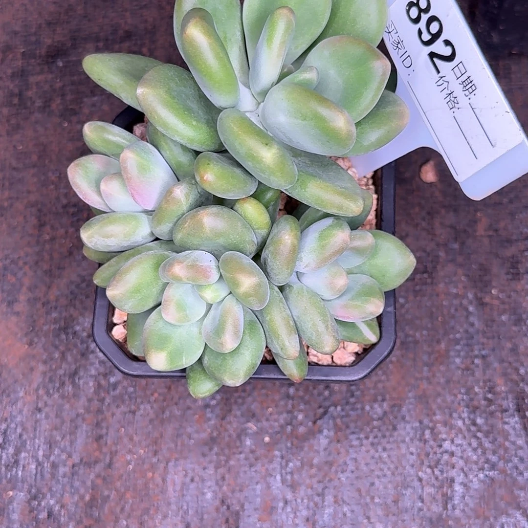 892X多肉植物多肉植物
