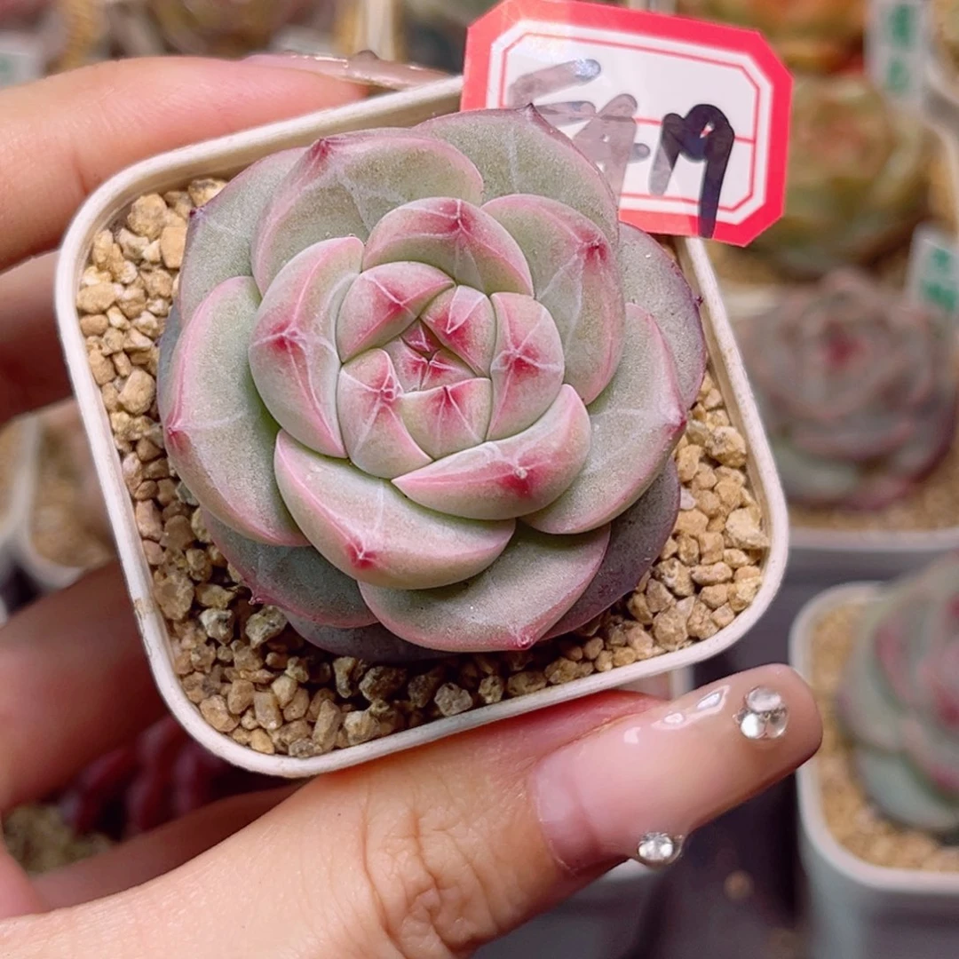 透*子F419流星珍妮一物一拍