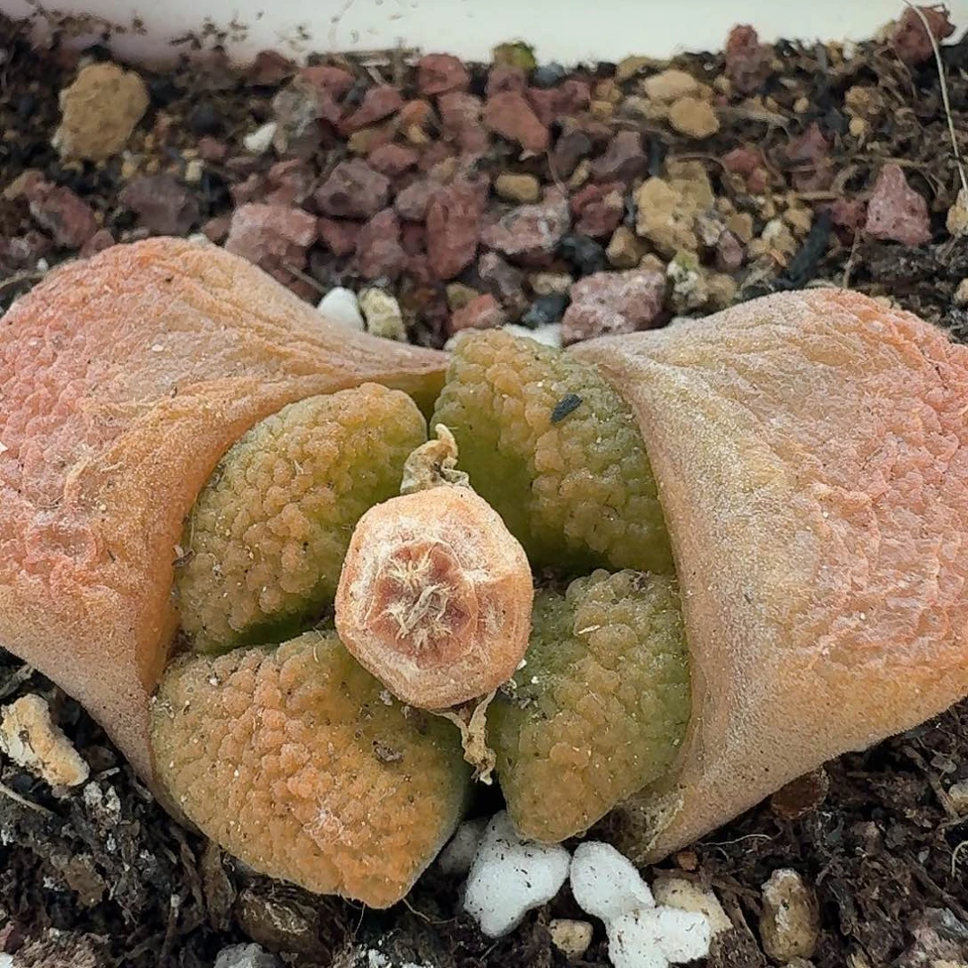 老马生石花超级，蛋，糕431