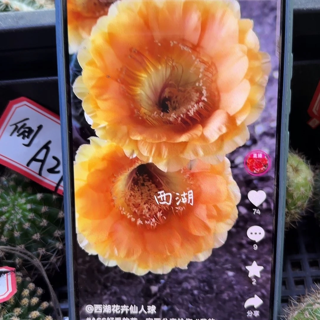 A66无根侧牙四左右瑕36