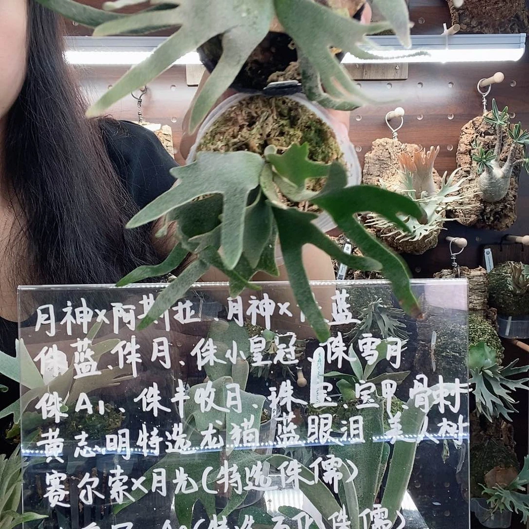 无花朵细菌玉女套餐