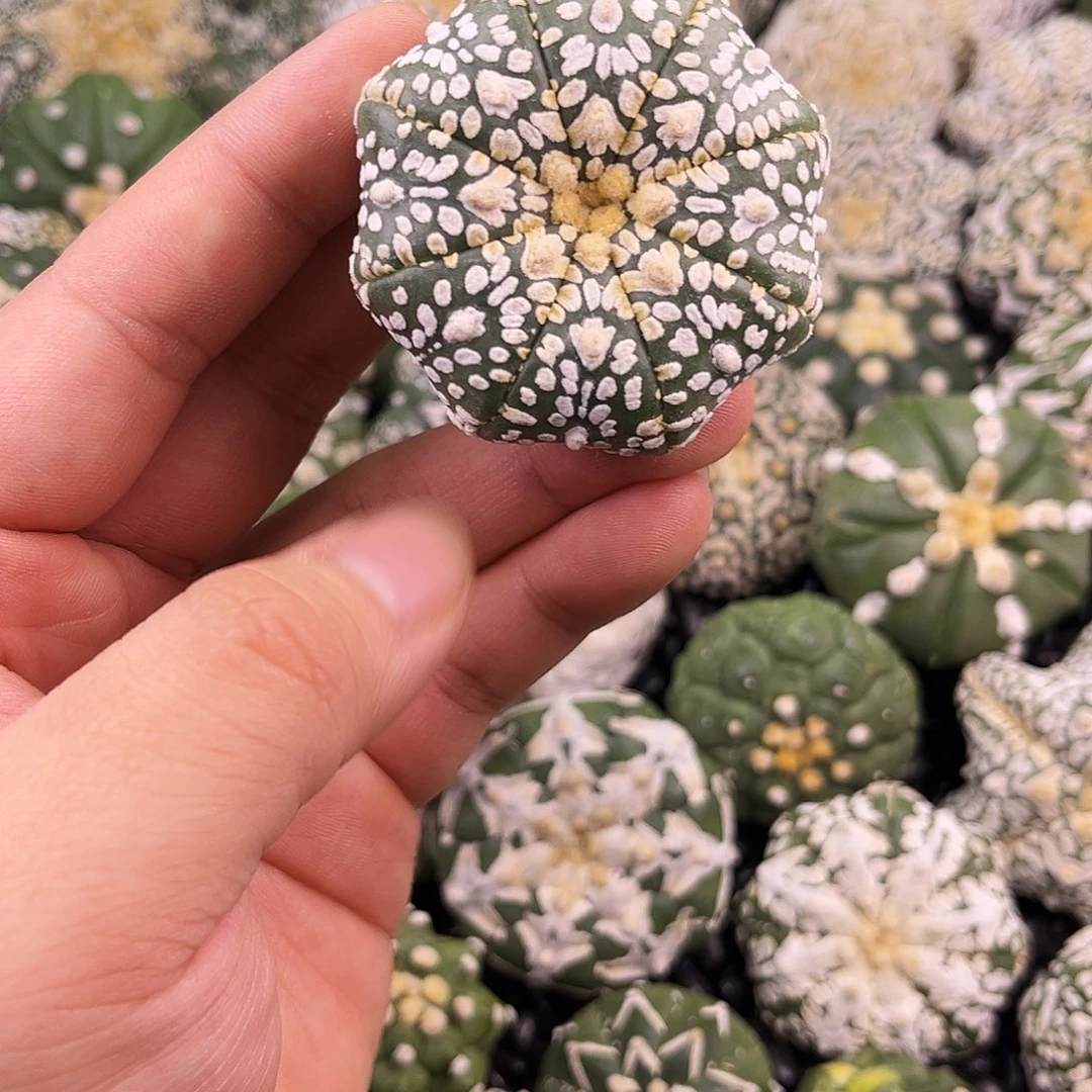 哈哈哈哈哈哈ｖ兜兜兜