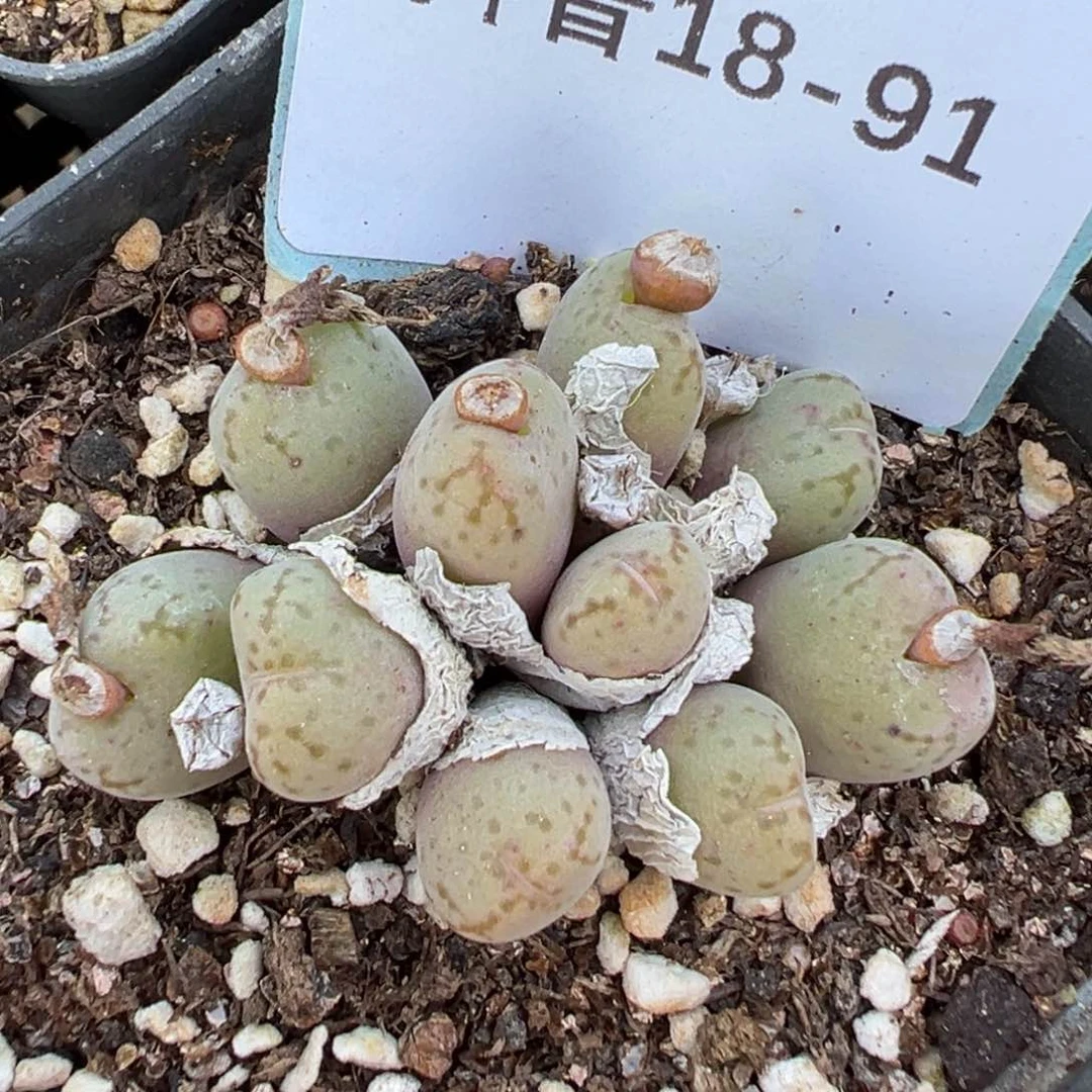 18-91rouz邮政快递