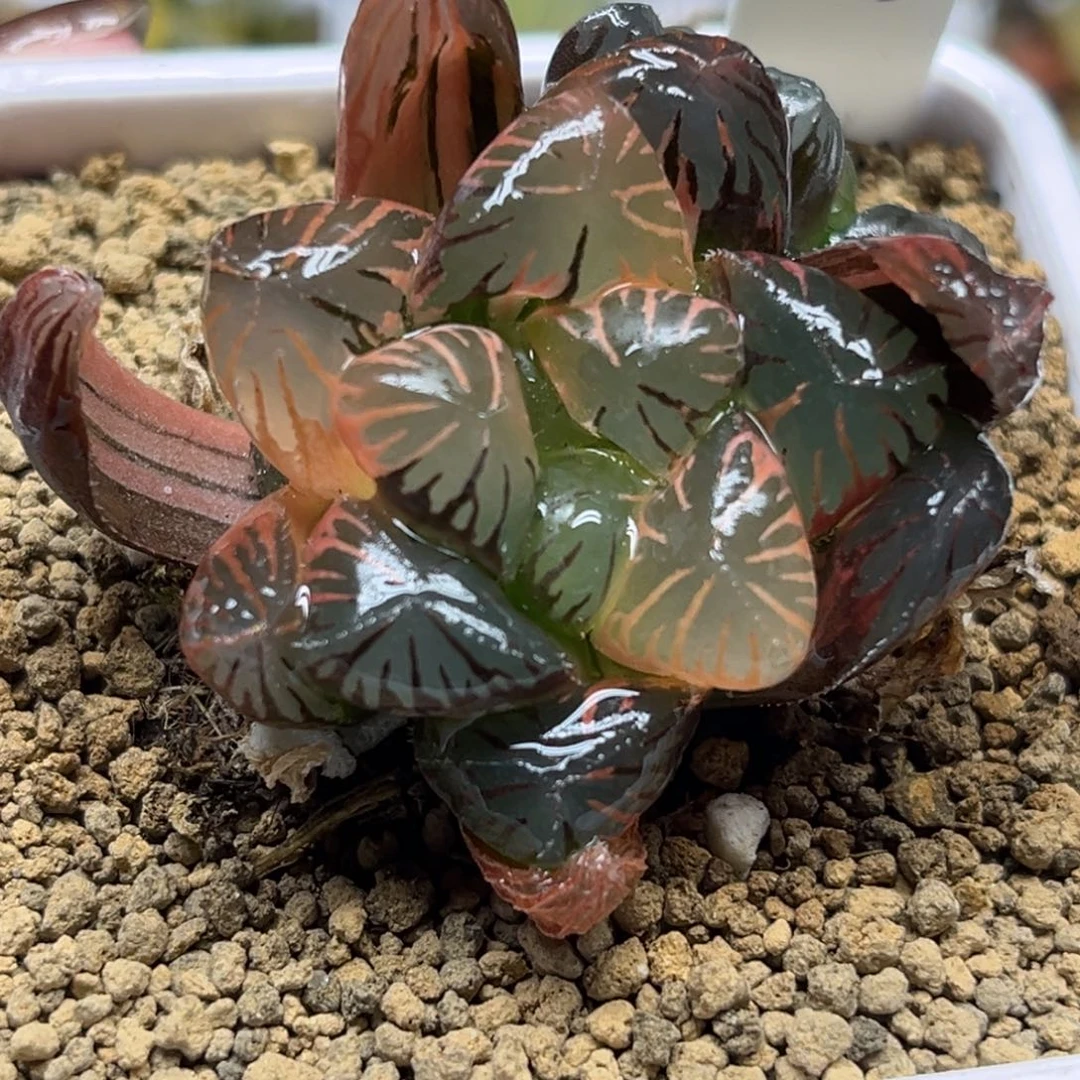 43大窗N1关东大紫冰灯玉露锦福利专场