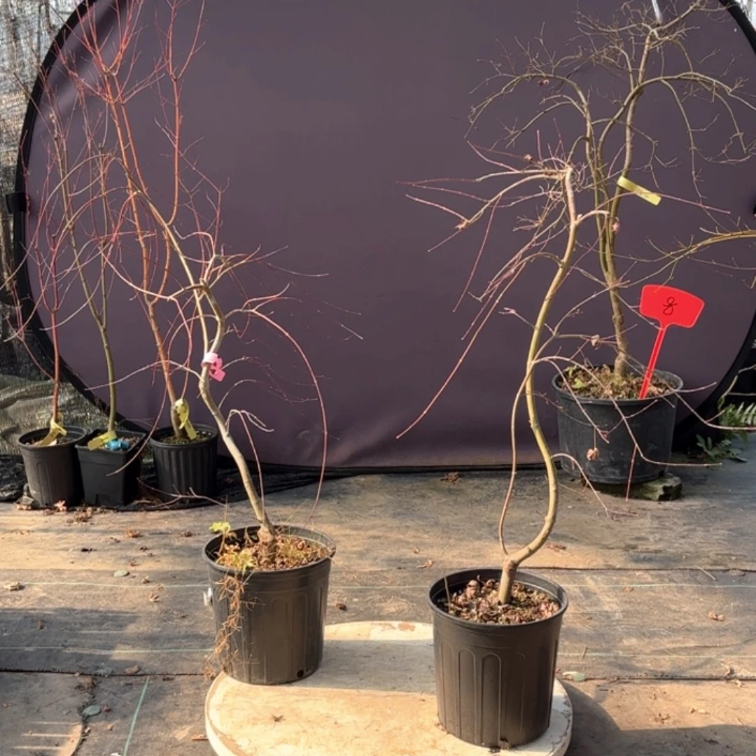 无花朵黄金流泉和青流泉