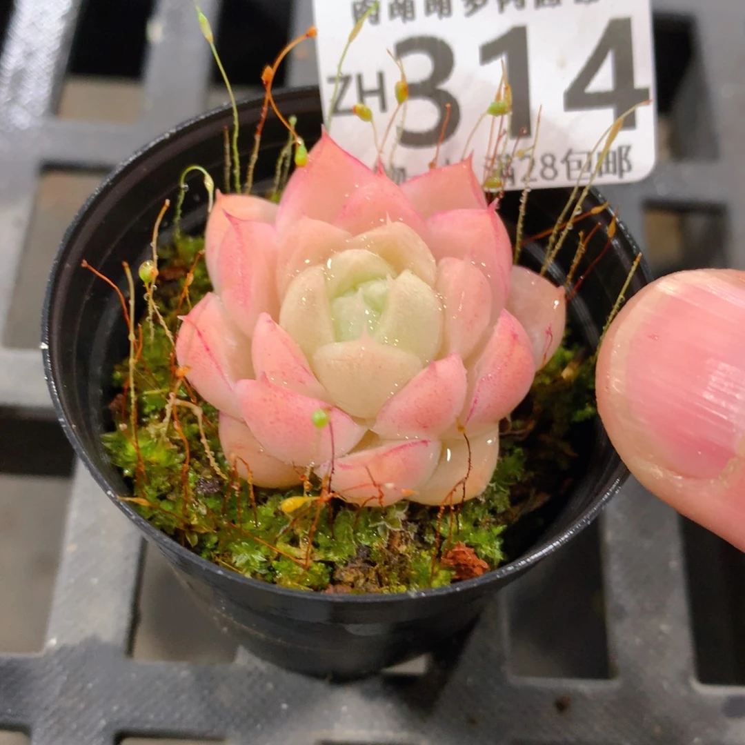 肉萌萌拇指盆精控多肉ZH314