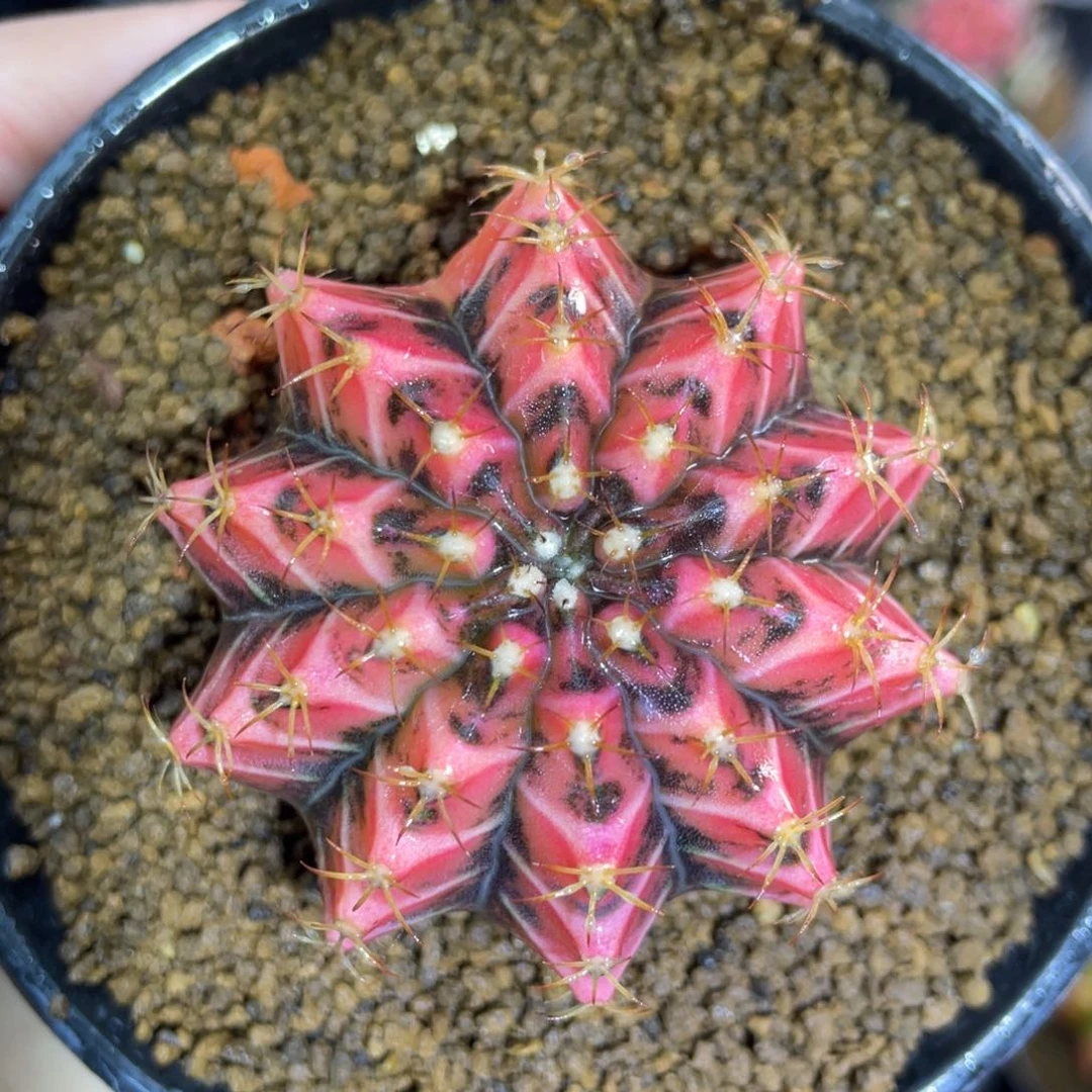 乌贼实生00000005