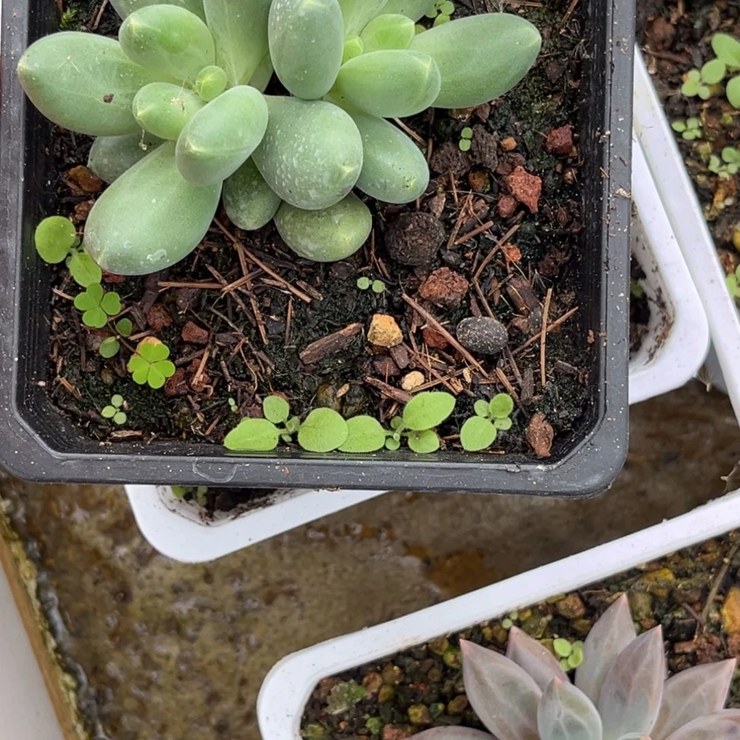 迷雾森林多肉植物496