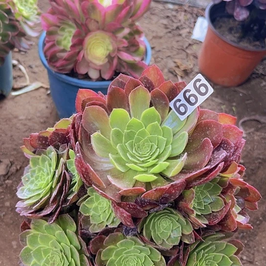 艾****姐多肉植物一个