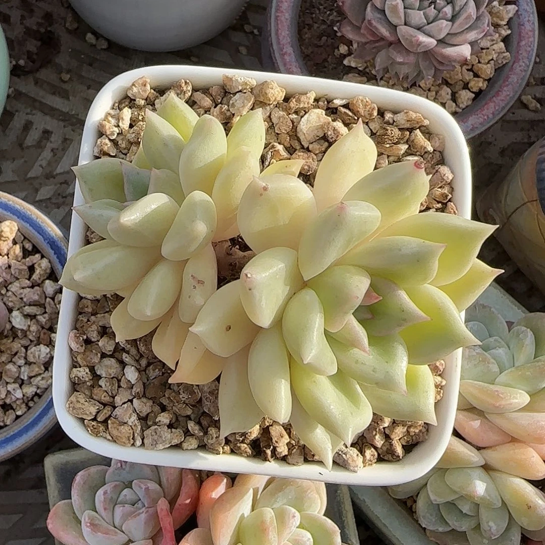 璀璨不带盆土发货