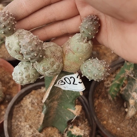 3023处理习志野特价