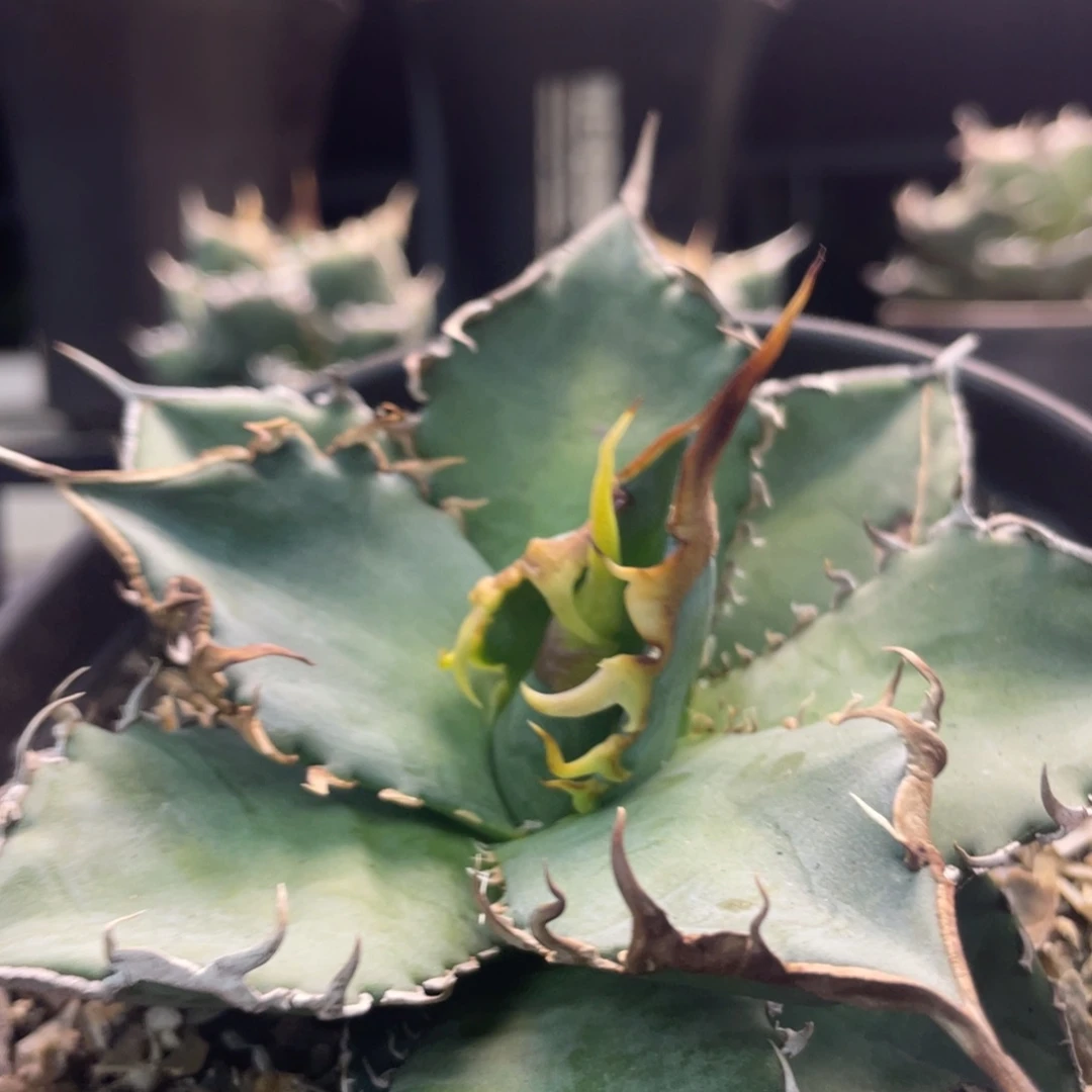 绿幽灵88888888888888888