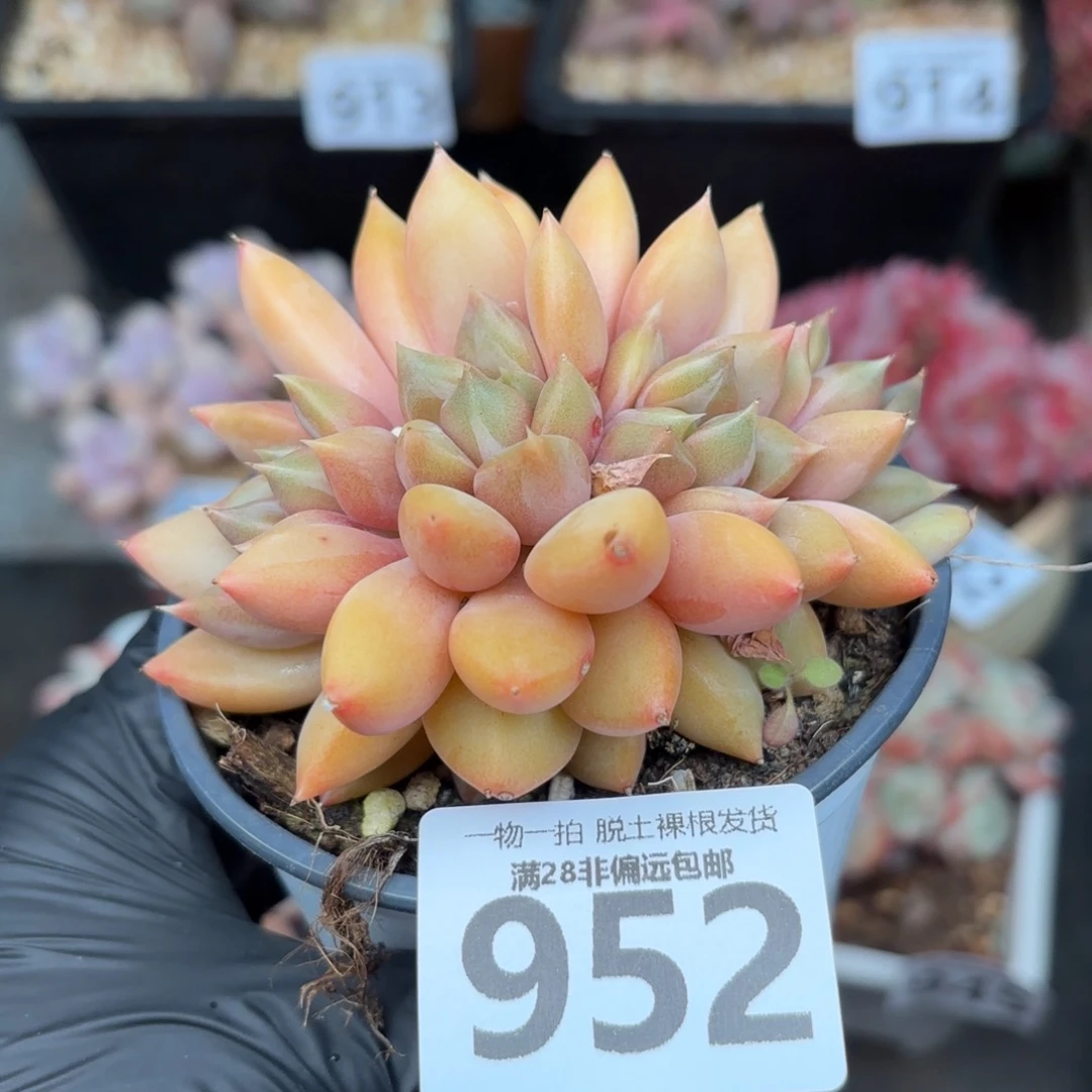 红象牙无盆土发货