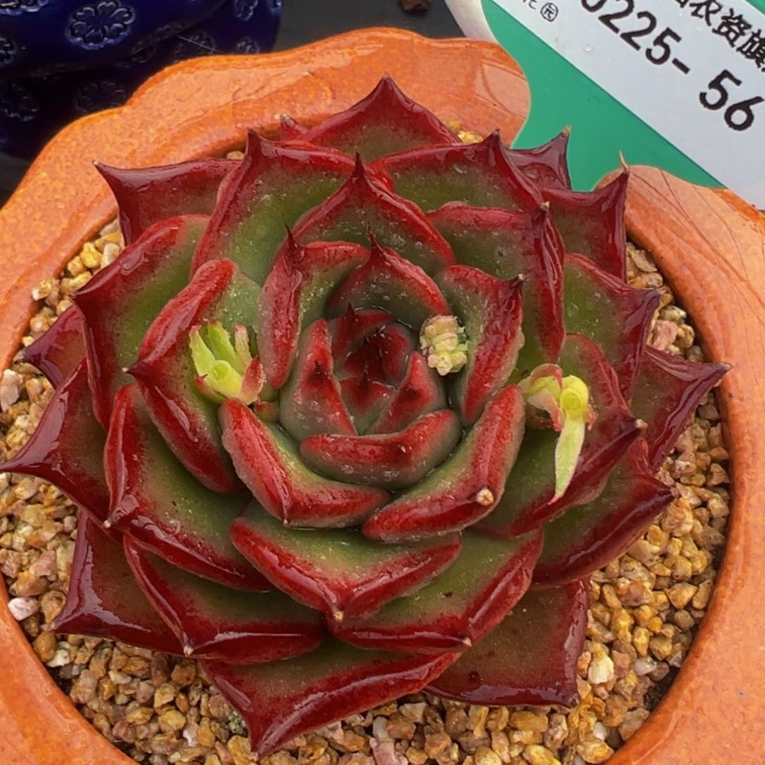 从前慢多肉精选编号0225.56