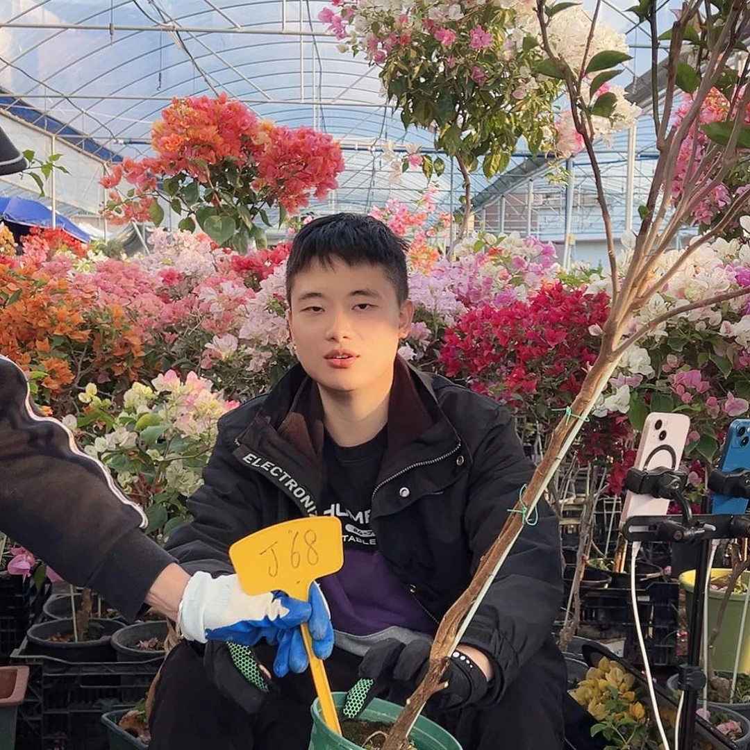 音***恋大部分花苞少量开放J68浅彩虹