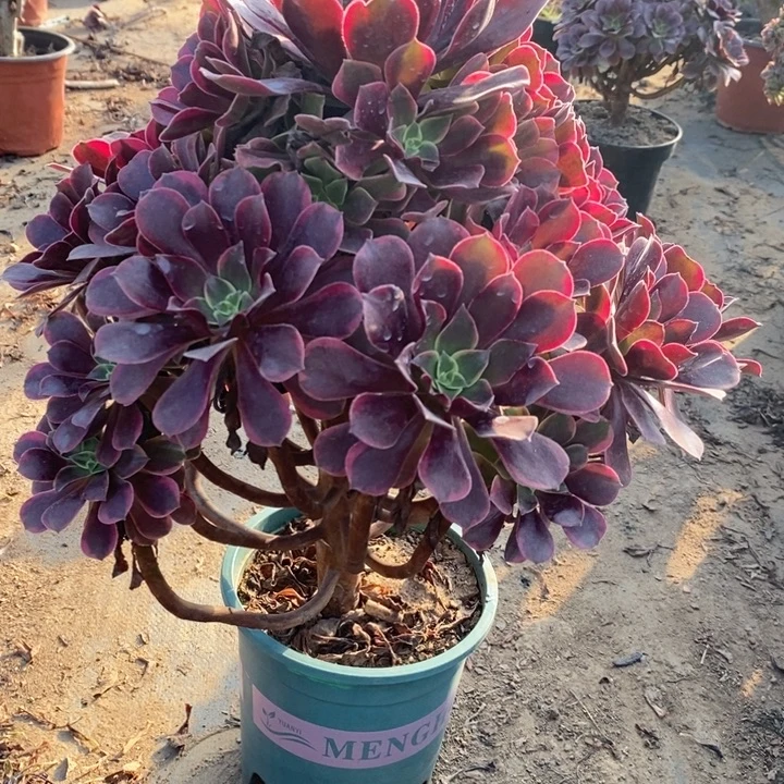 金丝雀24多肉植物法师法师