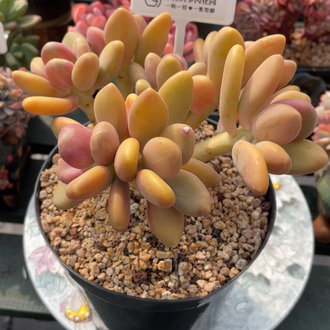 【闪购商品】金蟾996