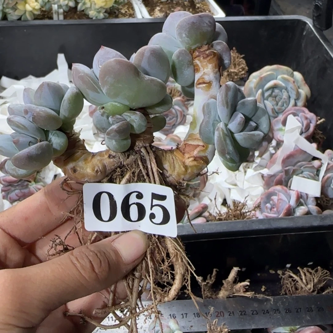 香橙6头一物一拍065