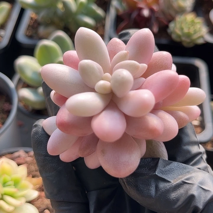 小****汤圆锦多肉植物无根多肉