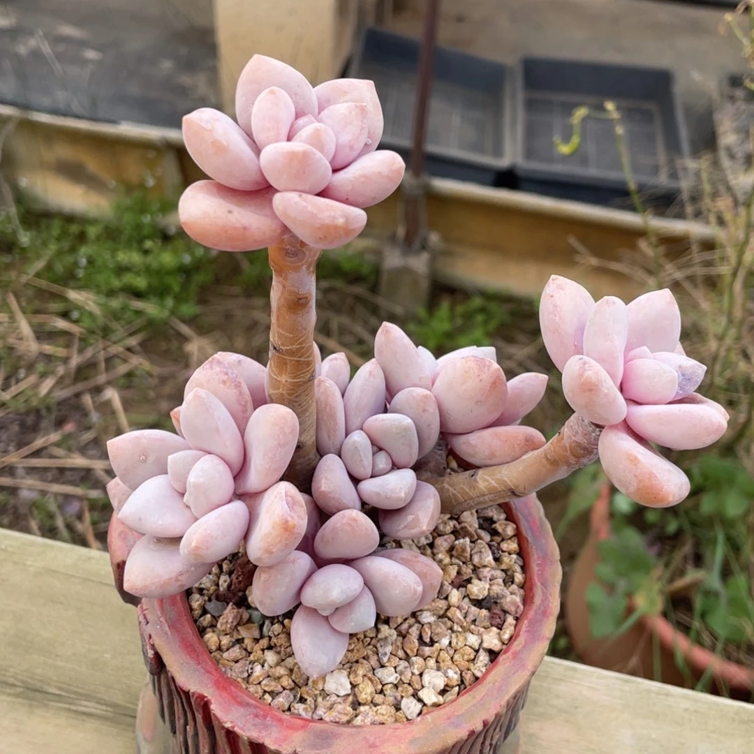 桃霜多头老桩群生