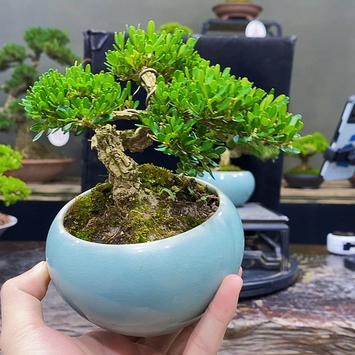 无花朵黄杨盆景四季常青