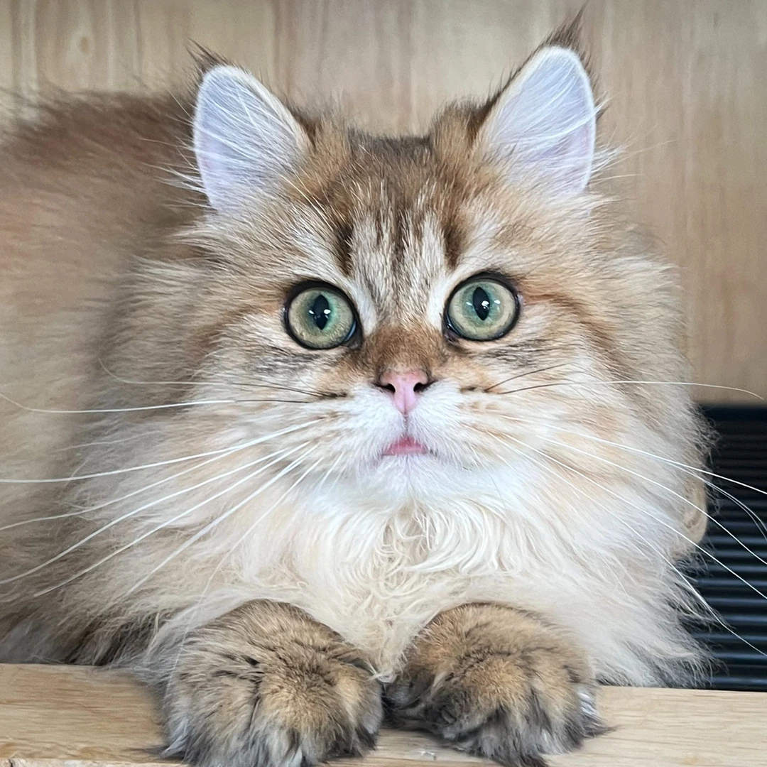 来了姊妹-金虎斑英长猫-妹妹-r8