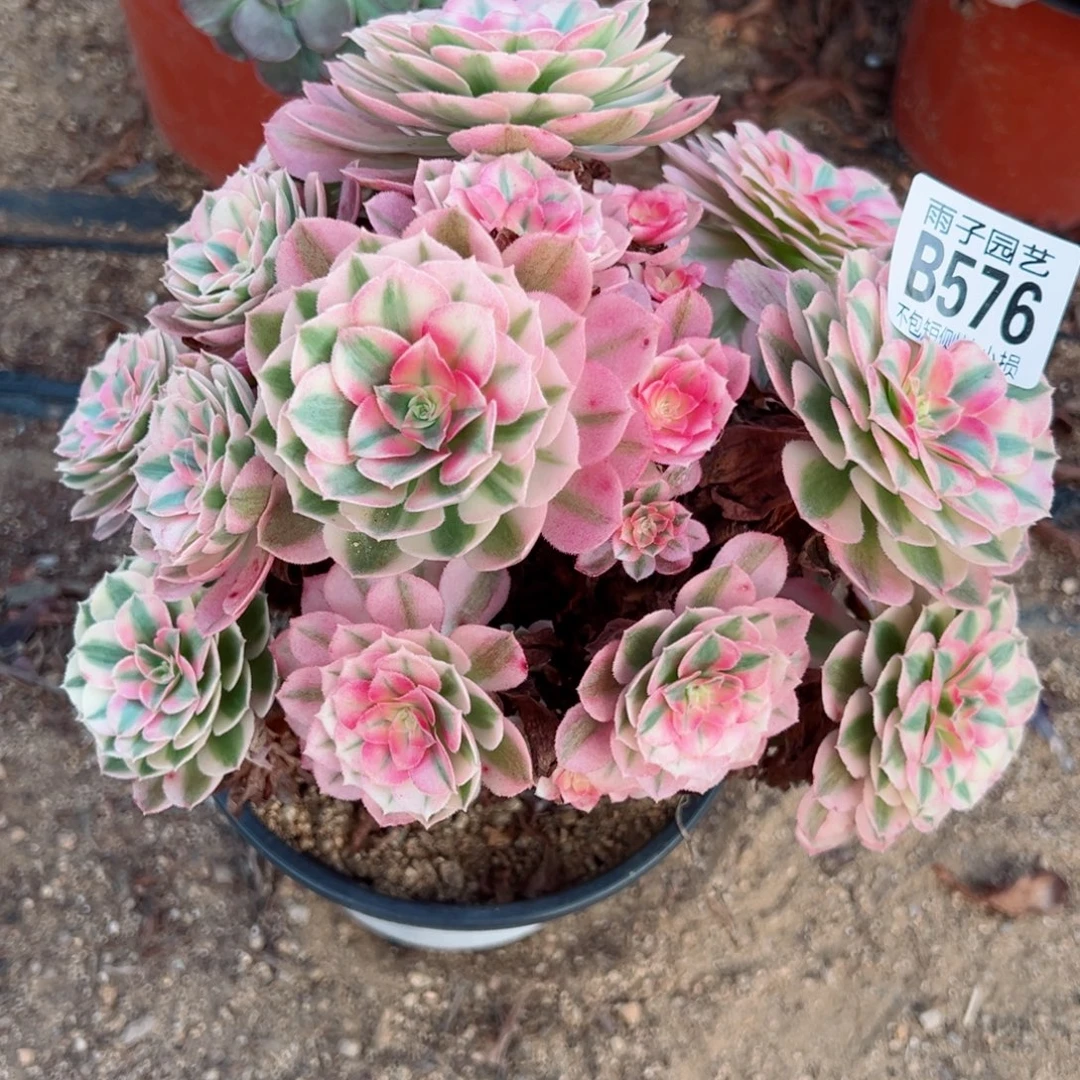 576倾城尺寸18左右特价不售后