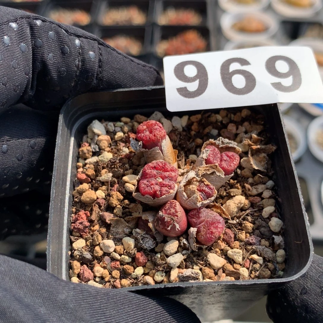 L969蝴蝶勋章母本